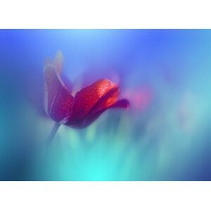 Umělecká fotografie Springtime, Juliana Nan, (40 x 30 cm)