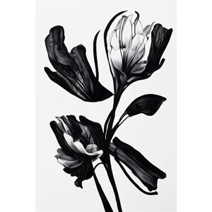 Ilustrace Black Flower, Treechild, (26.7 x 40 cm)
