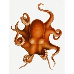 Ilustrace The Polypus Levis Octopus - Carl Chun, (30 x 40 cm)