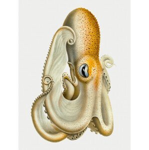Ilustrace The Velodona Togata Octopus (Side) - Carl Chun, (30 x 40 cm)