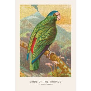 Ilustrace The Green Parrot (Birds of the Tropics) - George Harris, (26.7 x 40 cm)