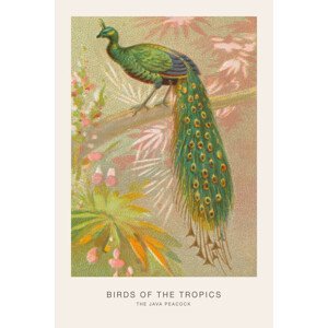 Ilustrace The Java Peacock (Birds of the Tropics) - George Harris, (26.7 x 40 cm)