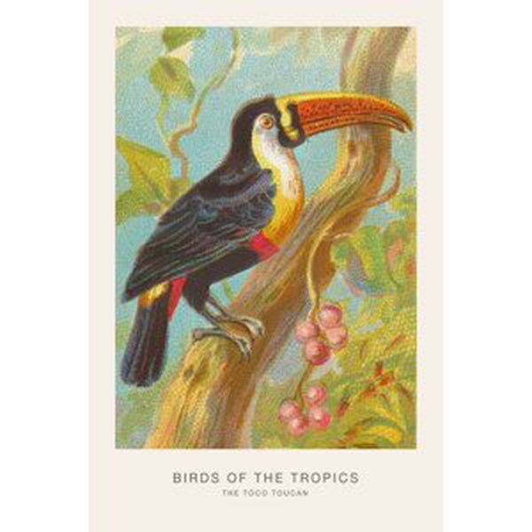 Ilustrace The Toco Toucan (Birds of the Tropics) - George Harris, (26.7 x 40 cm)