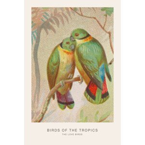 Ilustrace The Love Birds (Birds of the Tropics) - George Harris, (26.7 x 40 cm)