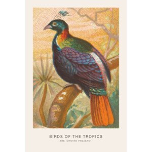 Ilustrace The Impeyan Pheasant (Birds of the Tropics) - George Harris, (26.7 x 40 cm)