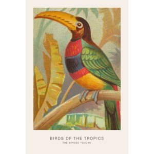 Ilustrace The Banded Toucan (Birds of the Tropics) - George Harris, (26.7 x 40 cm)