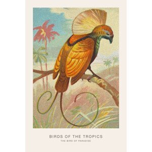 Ilustrace The Bird of Paradise (Birds of the Tropics) - George Harris, (26.7 x 40 cm)