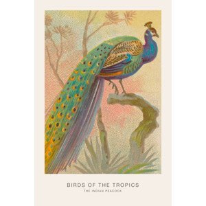 Ilustrace The Indian Peacock (Birds of the Tropics) - George Harris, (26.7 x 40 cm)
