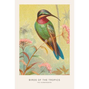 Ilustrace The Hummingbird (Birds of the Tropics) - George Harris, (26.7 x 40 cm)