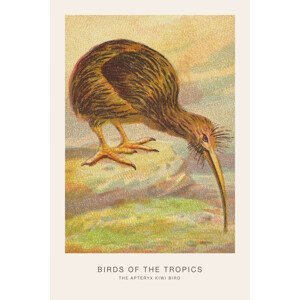 Ilustrace The Kiwi Bird (Birds of the Tropics) - George Harris, (26.7 x 40 cm)