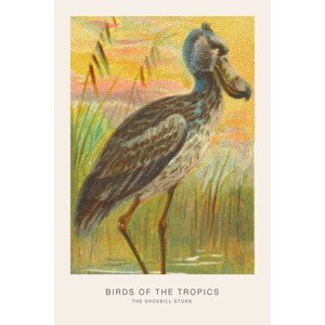 Ilustrace The Shoebill Stork (Birds of the Tropics) - George Harris, (26.7 x 40 cm)