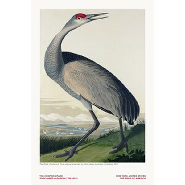Ilustrace The Hooping Crane from The Birds of America - J. J. Audubon, (26.7 x 40 cm)