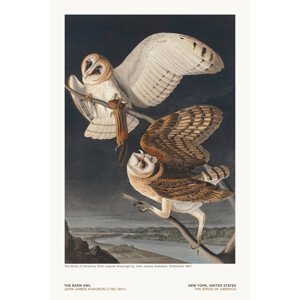 Ilustrace The Barn Owl from The Birds of America - J. J. Audubon, (26.7 x 40 cm)