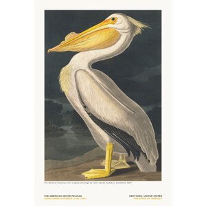 Ilustrace The White Pelican from The Birds of America - J. J. Audubon, (26.7 x 40 cm)