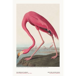 Ilustrace The Flamingo from The Birds of America - J. J. Audubon, (26.7 x 40 cm)