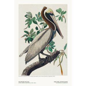 Ilustrace The Brown Pelican from The Birds of America - J. J. Audubon, (26.7 x 40 cm)