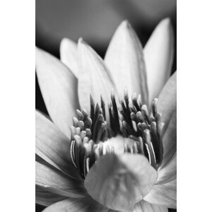 Umělecká fotografie Flower close up, Studio Collection, (26.7 x 40 cm)