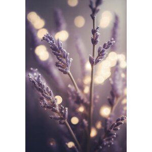 Umělecká fotografie Lavender Detail, Treechild, (26.7 x 40 cm)
