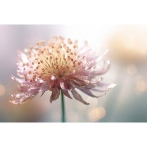 Umělecká fotografie Gentle Pink Flower, Treechild, (40 x 26.7 cm)
