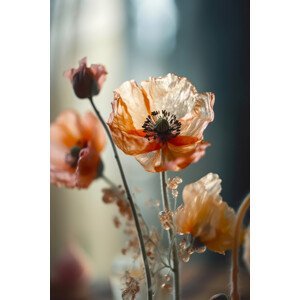 Umělecká fotografie Transparent Poppy, Treechild, (26.7 x 40 cm)
