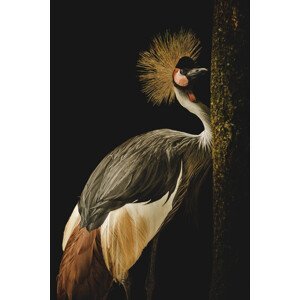 Umělecká fotografie Grey Crowned Crane, jealousy, (26.7 x 40 cm)