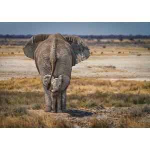 Umělecká fotografie Baby Elephant, Marcel Egger, (40 x 26.7 cm)