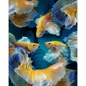 Umělecká fotografie ColorFish, Marcel Egger, (30 x 40 cm)
