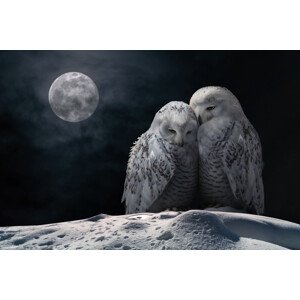 Umělecká fotografie MoonOwls, Marcel Egger, (40 x 26.7 cm)