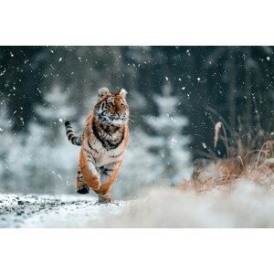 Umělecká fotografie The Siberian tiger, Jan Rozehnal, (40 x 26.7 cm)