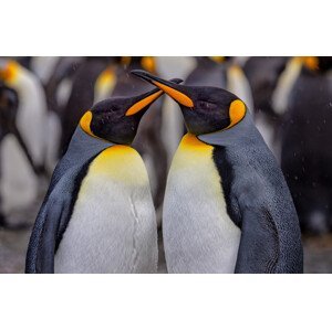 Umělecká fotografie King Penguins in Snowy Day, Ning Lin, (40 x 26.7 cm)