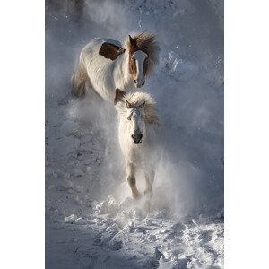 Umělecká fotografie Two Horses, Chuanxu Ren, (26.7 x 40 cm)