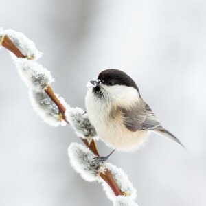 Umělecká fotografie Willow tit in winter., Annie Keizer, (40 x 40 cm)