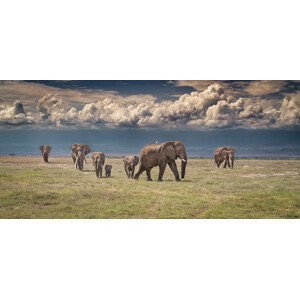 Umělecká fotografie Amboseli wonderland, Jeffrey C. Sink, (50 x 23.1 cm)