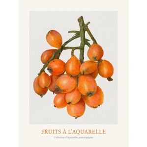Ilustrace Loquat (Watercolour Kitchen Fruit), (30 x 40 cm)