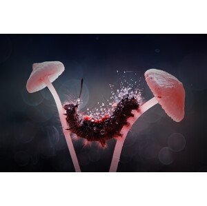 Umělecká fotografie Among Mushrooms, Abdul Gapur Dayak, (40 x 26.7 cm)