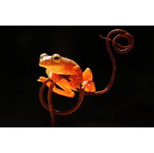 Umělecká fotografie Tree Frog, Abdul Gapur Dayak, (40 x 26.7 cm)