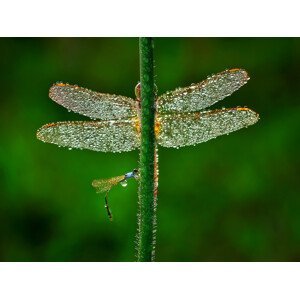 Umělecká fotografie Dragonfly, Adhi Prayoga, (40 x 30 cm)