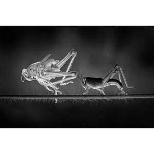 Umělecká fotografie Molting Grasshopper, Adhi Prayoga, (40 x 26.7 cm)