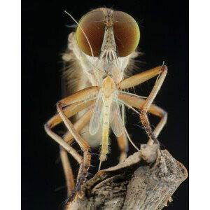 Umělecká fotografie robberfly and prey, Ajar Setiadi, (30 x 40 cm)