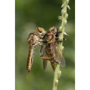 Umělecká fotografie Robberfly with prey, Ajar Setiadi, (26.7 x 40 cm)