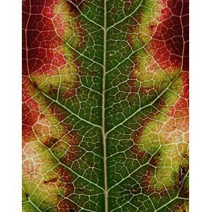 Umělecká fotografie Autumn Leaf, Ivan Lesica, (30 x 40 cm)