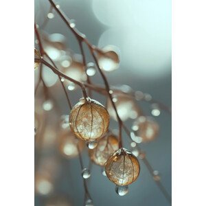 Umělecká fotografie Tiny Glass Berries No 2, Treechild, (26.7 x 40 cm)