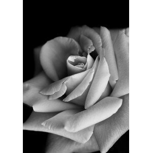 Umělecká fotografie Roses, Makihiko Hayama, (26.7 x 40 cm)