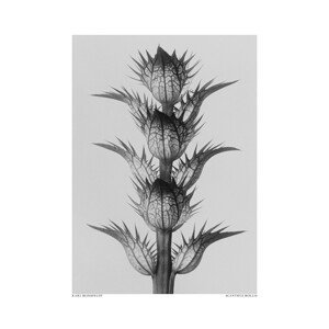 Ilustrace Acanthus mollis, Studio Collection, (30 x 40 cm)