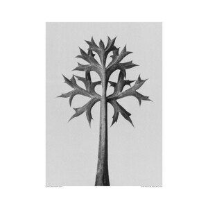 Ilustrace Eryngium Bourgatii, Studio Collection, (30 x 40 cm)