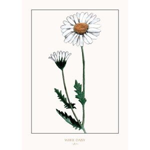 Ilustrace White daisy, Annika John, (30 x 40 cm)