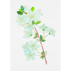 Ilustrace Wild cherry or Prunus avium botanical painting, Kata Botanical, (30 x 40 cm)