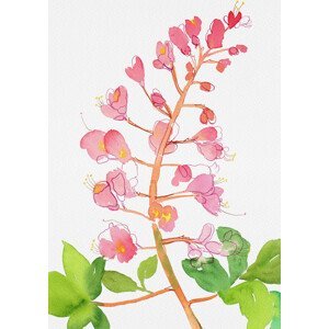 Ilustrace Red horse-chestnut or Aesculus A carnea with watercolor and ink, Kata Botanical, (30 x 40 cm)