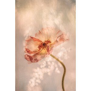 Ilustrace Radiant poppy, Hilda van der, (26.7 x 40 cm)