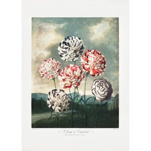 Ilustrace A Group of Carnations from The Temple of Flora (1807), Studio Collection, (30 x 40 cm)